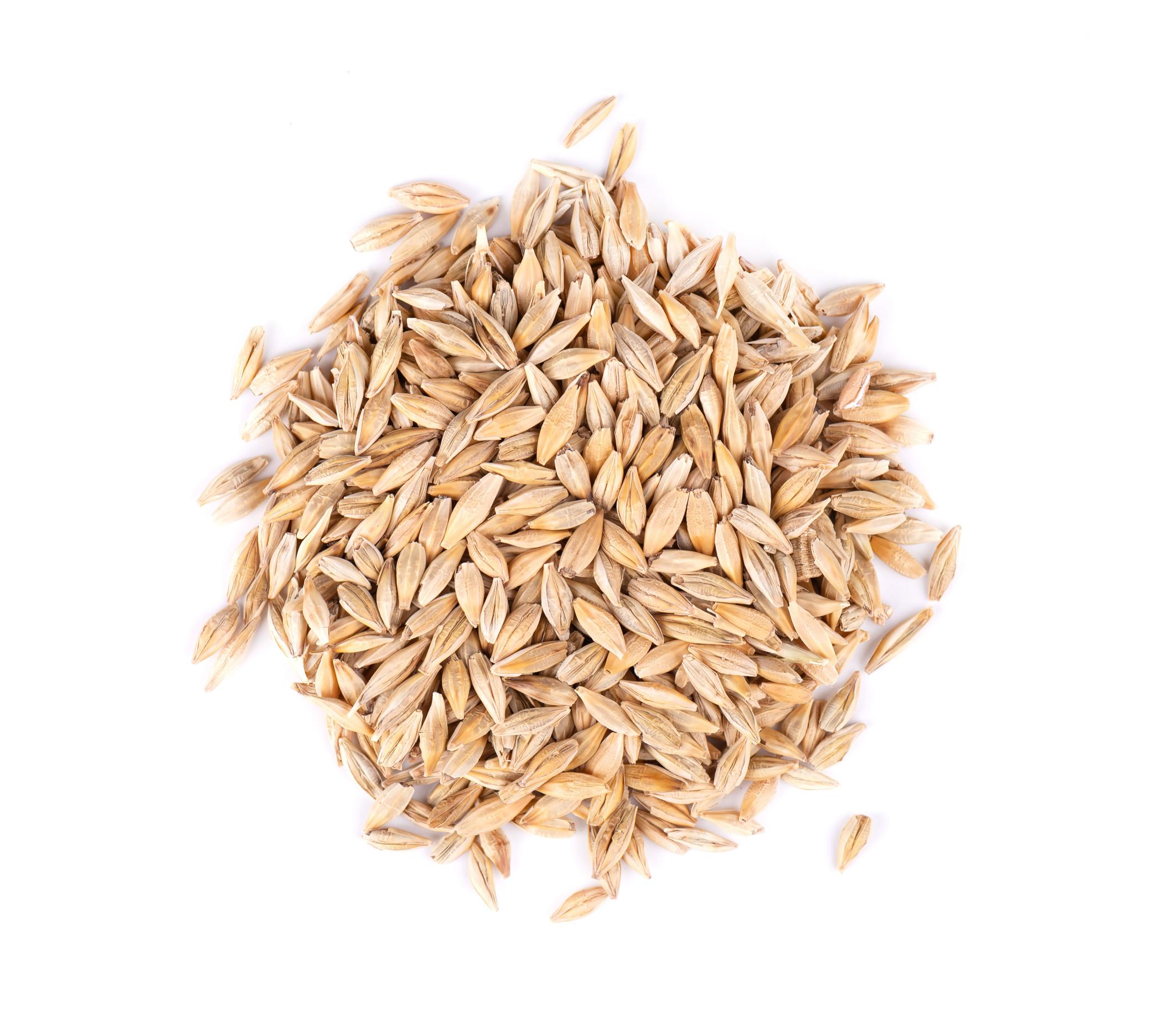 Barley