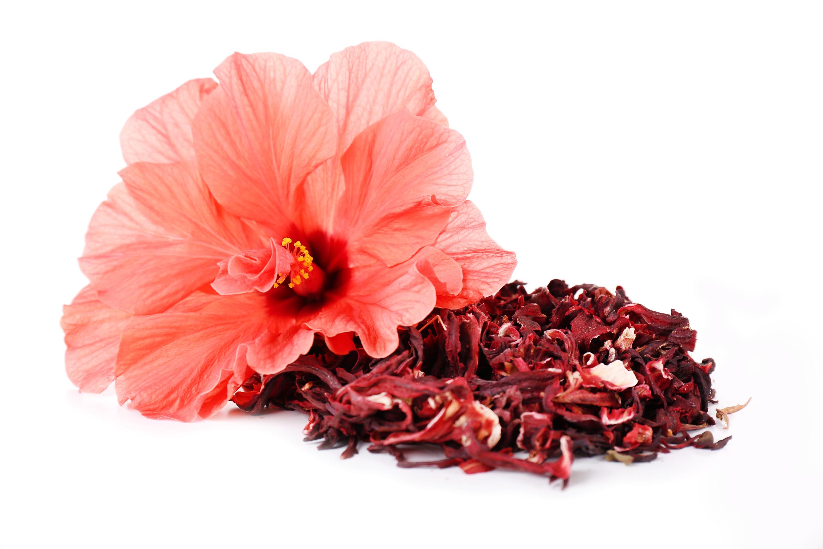 Hibiscus