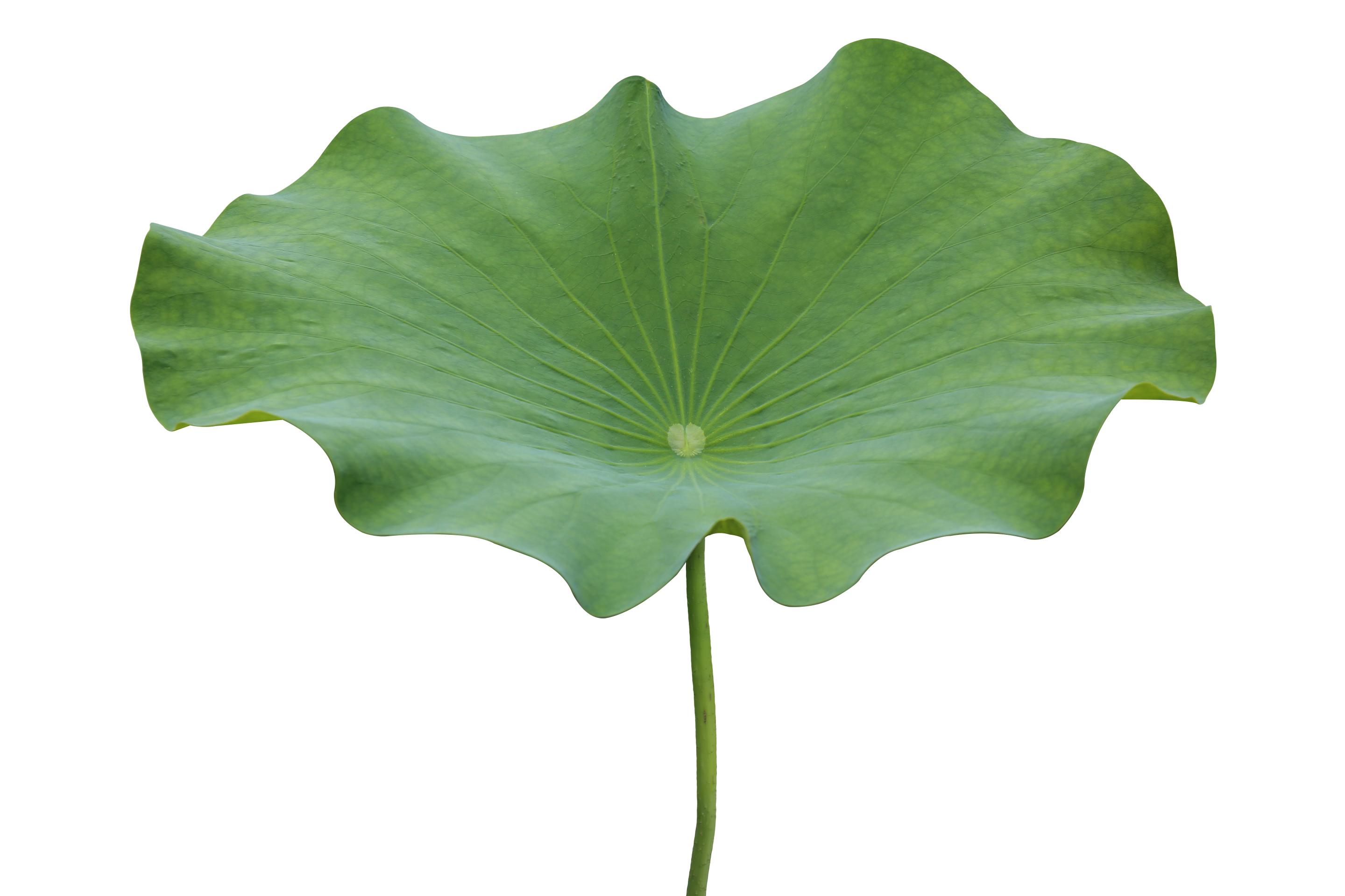 Lotus leaf