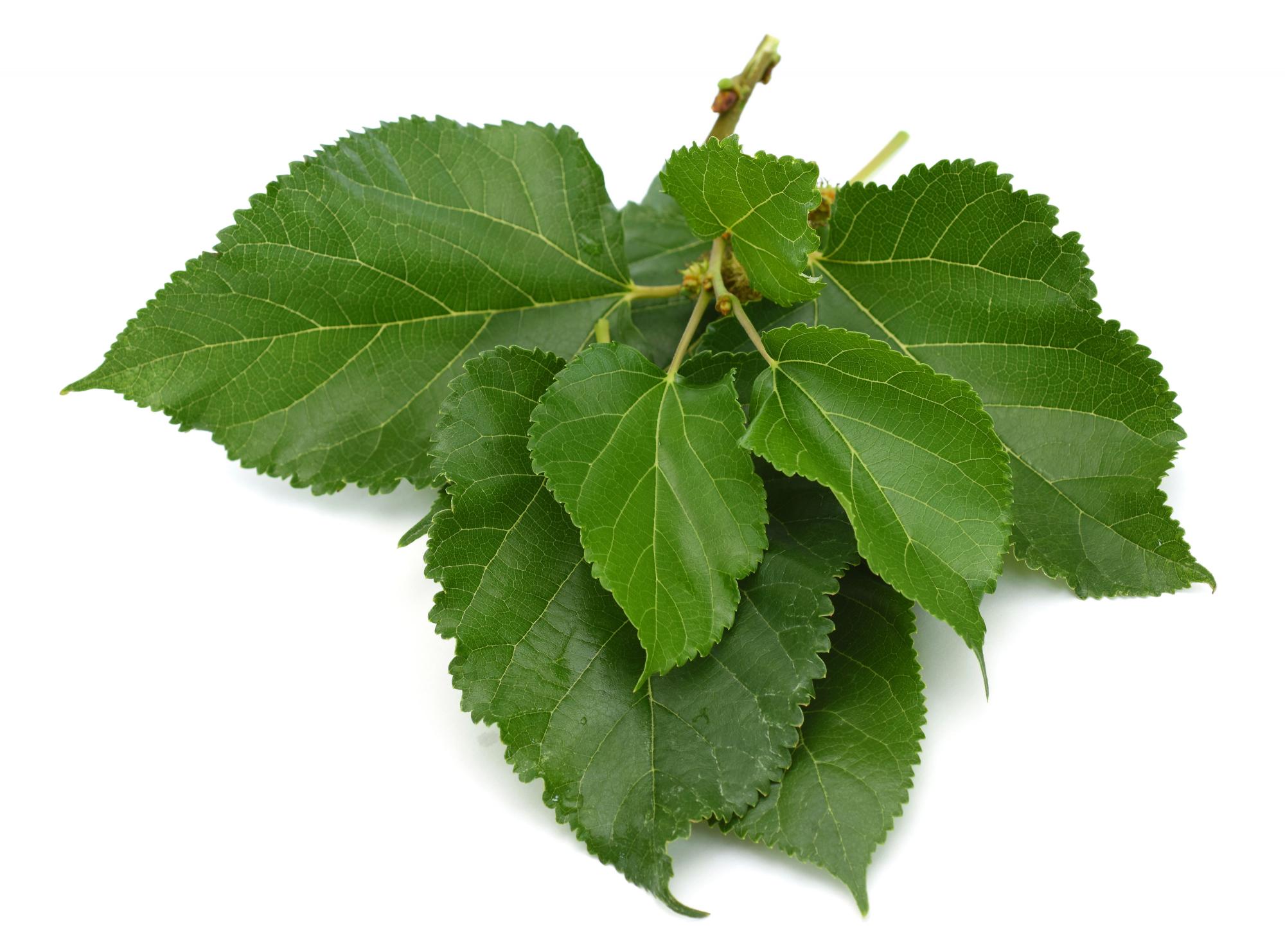 Mulberry leaves