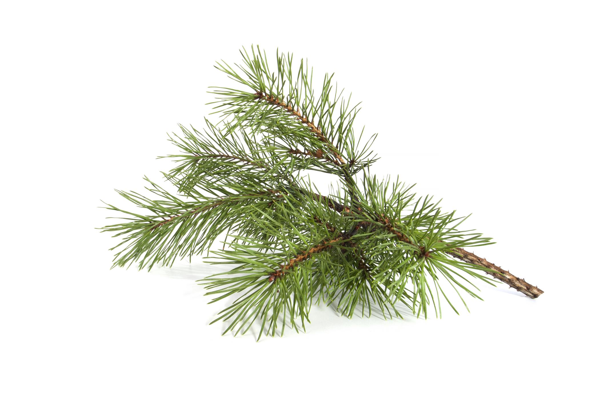 Pine needles