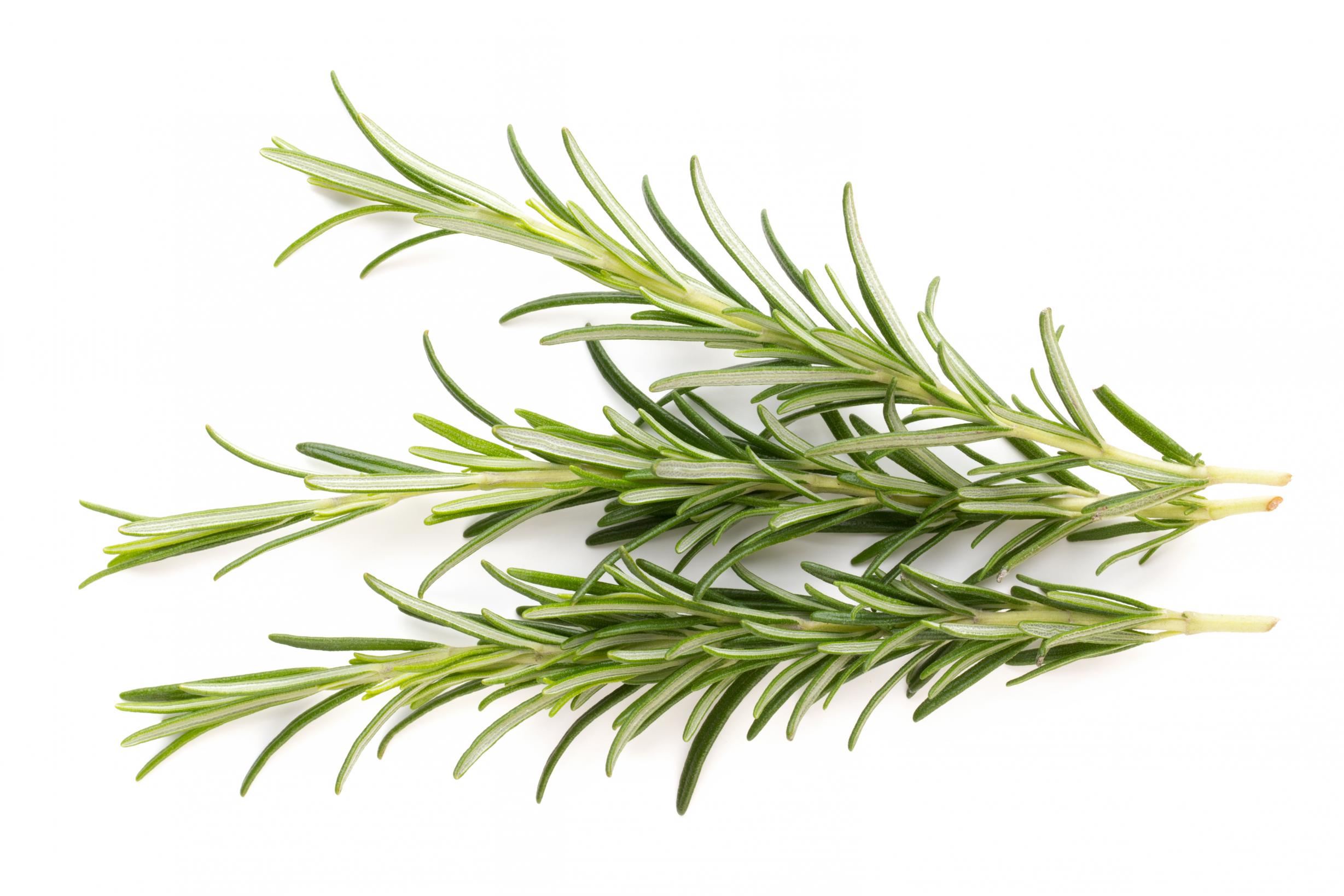 Rosemary