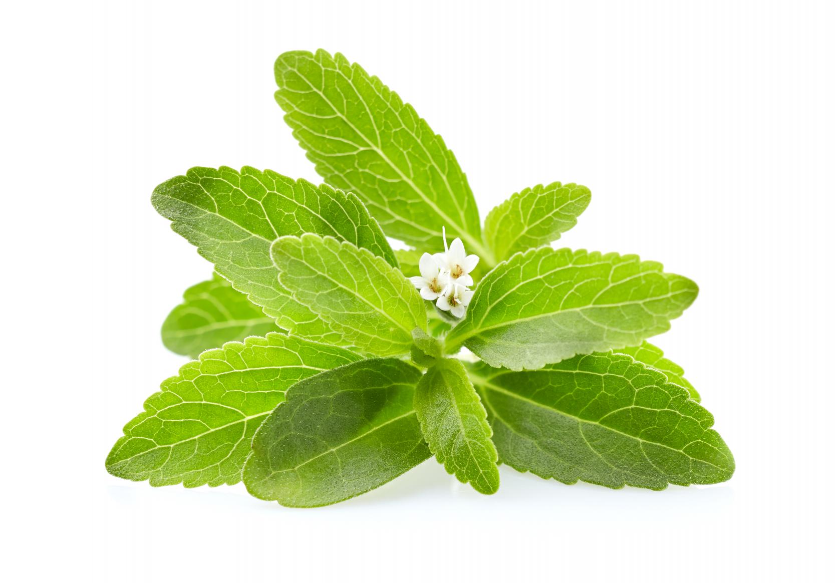 Stevia